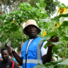 Edible Oil Crop Farming in Ugenya