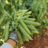 Garden Pea Farming In Kenya