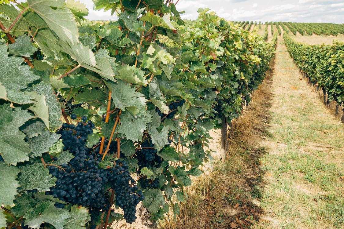 Grapes farming in Kenya.

