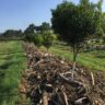 How Mulching Enhances Sustainable Macadamia Farming in Kenya