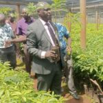 Kisii County to Distribute Hass Avocado Seedlings at Subsidized Price