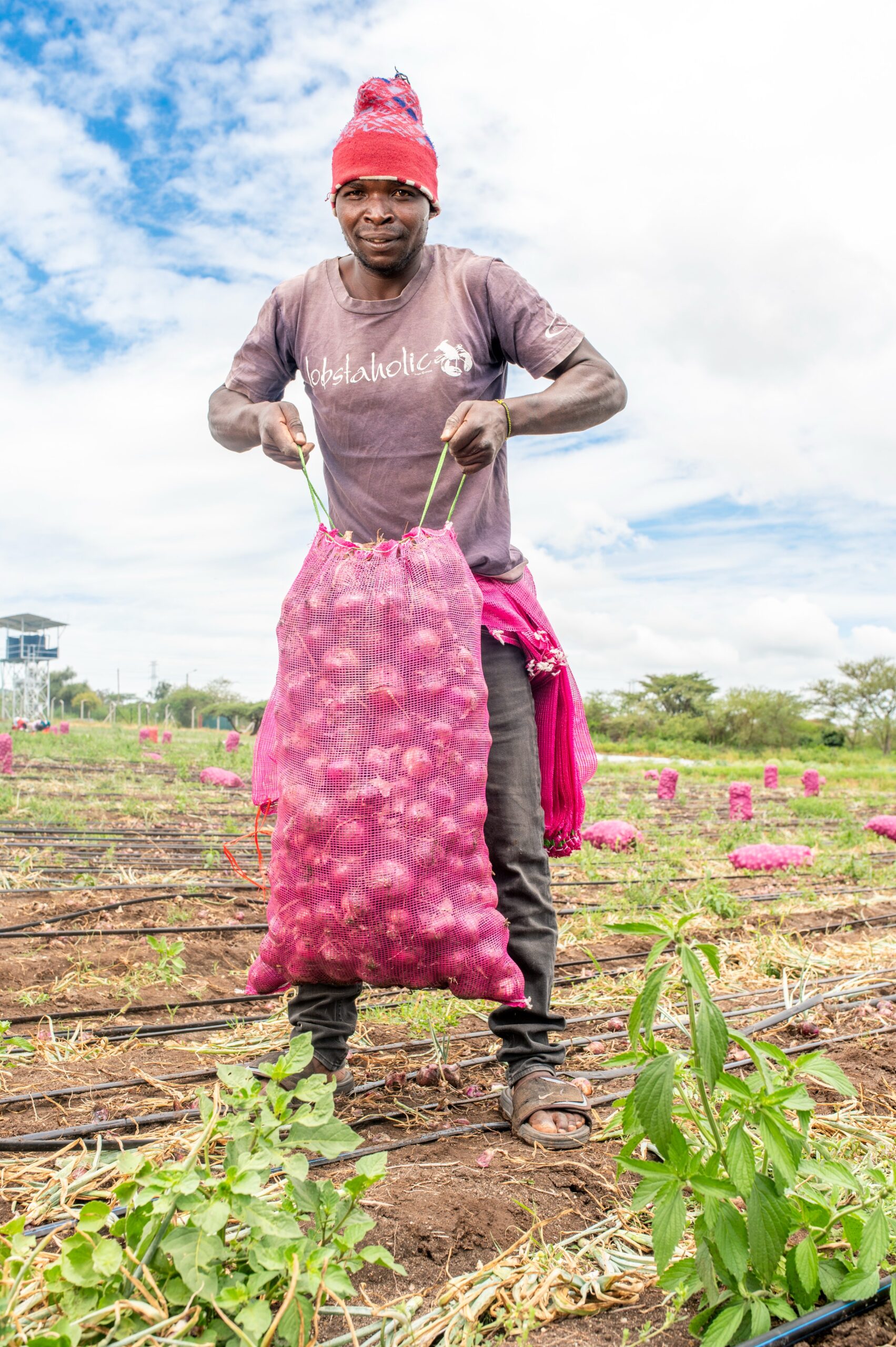 Onion Prices to Remain High in April Despite Harvest – CBK 1 Onion Prices farming in kenya