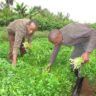 Parsley Farming Success Story From a Kiambu Farmer Earning Thousands
