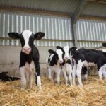 The Scary Cost of Raising Bull Calves in Smallholder Dairy Farms in Kenya