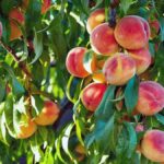 peaches and nectarines IN KENYA
