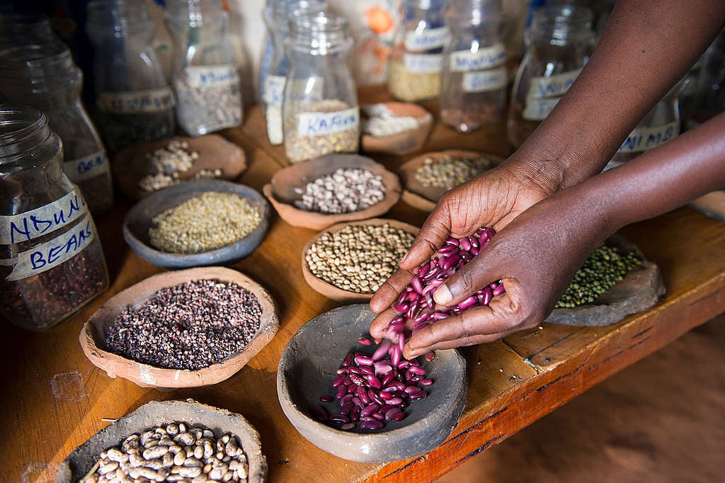 Francisca Kitheka’s seed bank. Farmers in Kenya are effectively applying ecological farming practices that are increasing their ability to build resilience to and cope with climate change.