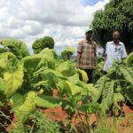 Good News to Kenya Tobacco Farmers as BAT Raises Price Good News to Kenya Tobacco Farmers as BAT Raises Price