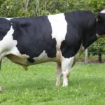 Meet The Elite Holstein Friesian Inducted Into The Bull 