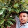 Why avocados are driving another sort of green economy in Kenya