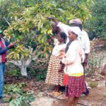 The Art and Science of Pruning in Hass Avocado Farming in Kenya