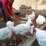 From Unemployment to a Successful Poultry Farmer in Migori - Success Story Of Tony Kisasati'