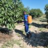 Termite Management in Hass Avocado Farming in Kenya