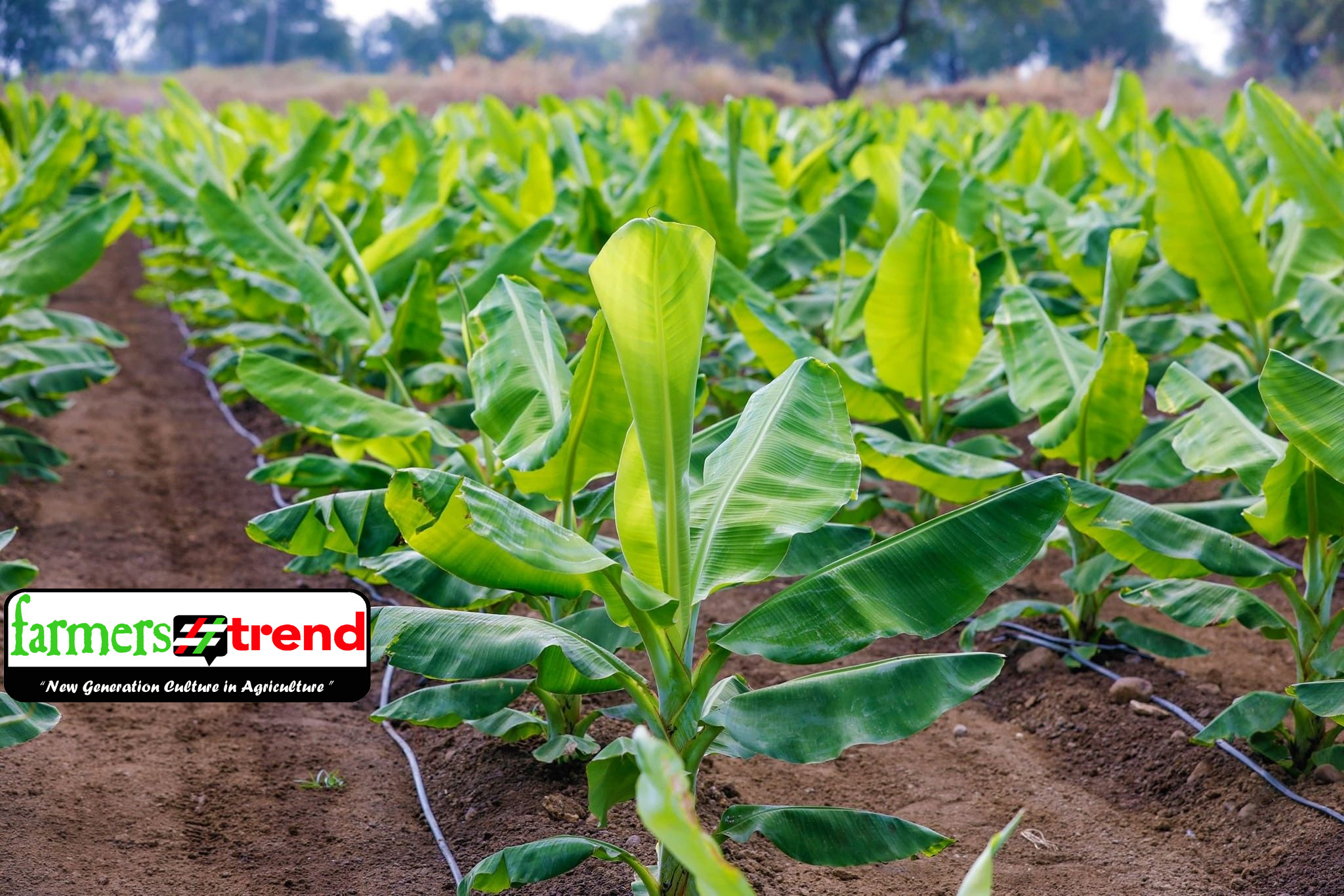 Banana Farming in kenya