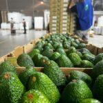 Zero Tariff Kenyan Agricultural Exports to China; Hass Avocado Production and Exports.: Avocado Export Season