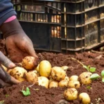 Solynta’s hybrid true potato seed varieties approved for commercial release in Kenya: New Blight Resistant Potato Kenya