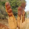 Tamarind (Ukwaju) Farming: Unspoken Serious Money Maker