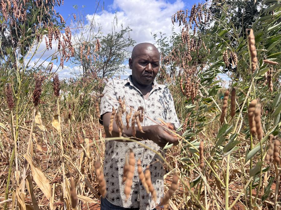 The Looming Impact of La Niña: How the Greater Horn of Africa Can Prepare for Depressed October-December Rains 1 "Explore how the Greater Horn of Africa can prepare for depressed October-December rains due to La Niña, with strategies including climate-smart agriculture, water harvesting, and fast-maturing crops."