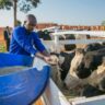 Challenges Facing Kenya's Livestock Feed Industry
