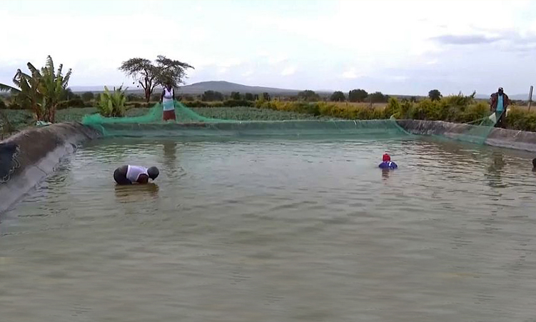 From Beadwork to Fish Farming: How Maasai Women are Diversifying Their Livelihoods