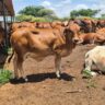 Focus on High Quality Beef: How Small-Scale Beef and Dairy Farmers Thrive in Urban Slums