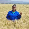 Kenya’s wheat farming