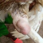 Treating and Preventing Bumblefoot in Chickens