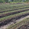 Understanding Seed Costs and Their Impact on Farming