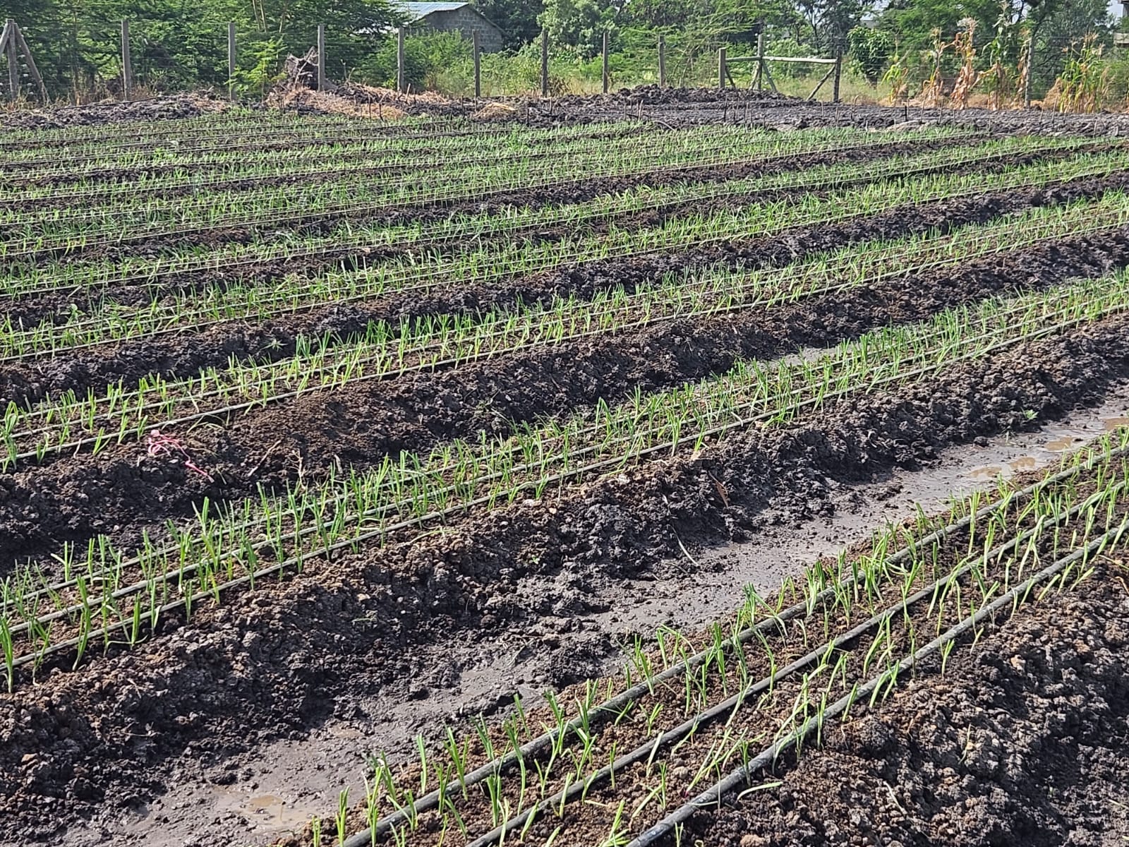 Agribusiness Talk: Understanding Seed Costs and Their Impact on Farming 1 Understanding Seed Costs and Their Impact on Farming