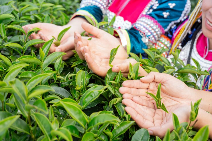 Impact of Unsold Tea on Kenyan Farmers: Understanding the Crisis 1 Impact of Unsold Tea on Kenyan Farmers: Understanding the Crisis