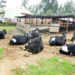 Why Farmers Across Kenya Are Flocking for Dairy Cattle in Kiambu