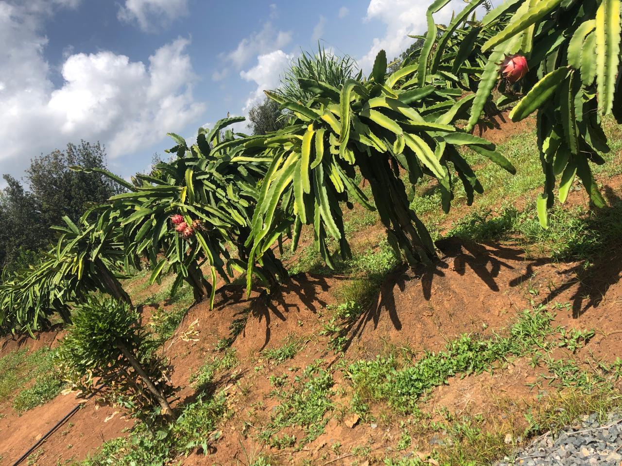 How Dragon Fruit Farming is Transforming Lives in Kenya: From Small Vendors to Large Export Markets