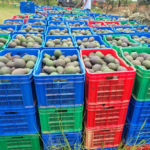 avocado exports
