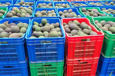 avocado exports