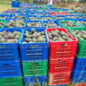 avocado exports