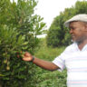 macadamia farming : Macadamia Farmers: macadamia harvest season
