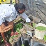 Transforming Rocky Lands into Thriving Farms: The Success Story of Beatrice Mwangi in Gilgil