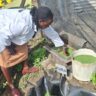 Transforming Rocky Lands into Thriving Farms: The Success Story of Beatrice Mwangi in Gilgil