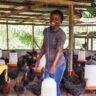 Cultivating Change: The Impact of Climate-Smart Agriculture on Women’s Economic Empowerment in Kenya