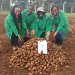 Breaking the Cycle of Late Blight: How Biotech Potatoes are Revolutionizing Farming in Kenya