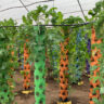 How Hydroponic Farming is Transforming Lives at Al-Walidayn Rescue Center in Kwale