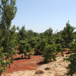 The Rise of Macadamia in Kenya: Is It the New Cash Crop Over Coffee?