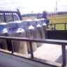 Kenya’s Dairy Boom: What the 13.1% Increase in Milk Processor Purchases Means for Farmers