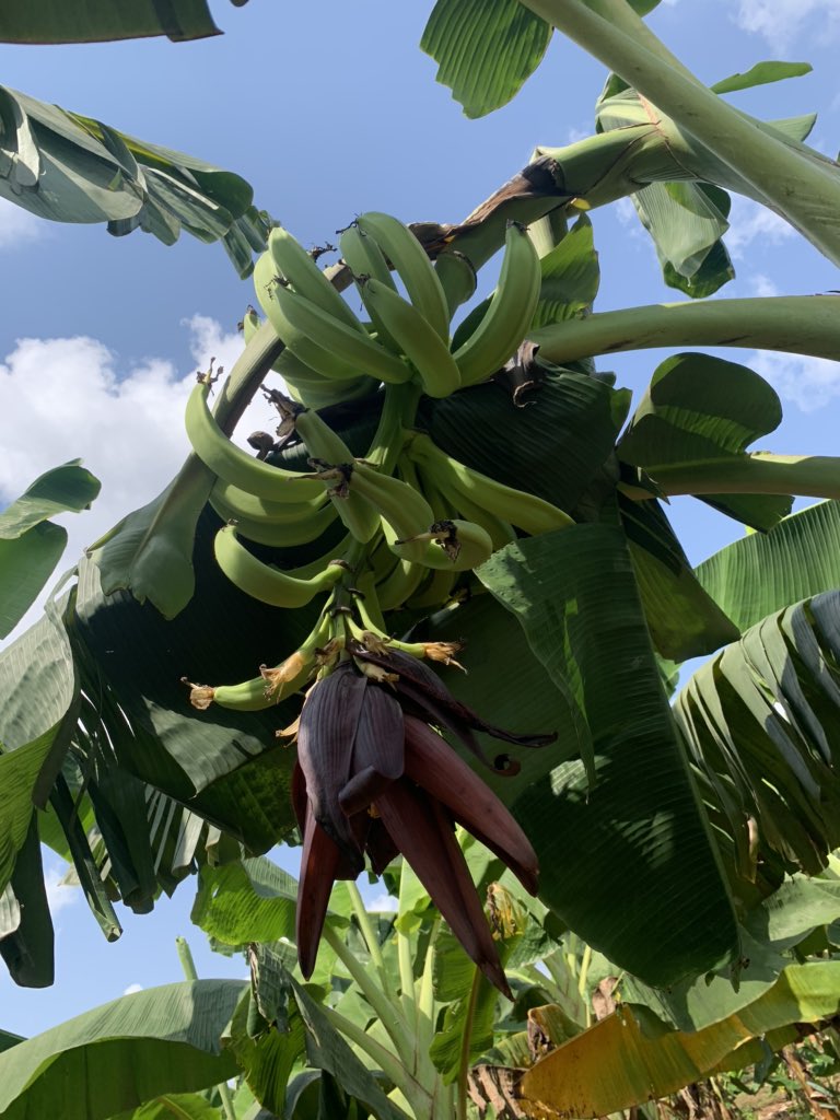 The Rise of Plantain Banana Farming in Murang’a: Lessons for Small-Scale Farmers
