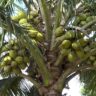 The Future of Coconut Farming: Why Coastal Farmers are Being Advised to Embrace Hybrid Varieties