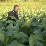 Why Soil Experts Must Act Fast To Help Boost Food Production