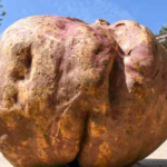 Is this the Largest Sweet Potato in Kenya? The Inspiring Story of Manoah Kilach’s 11-Kilogram Sweet Potato # Trending