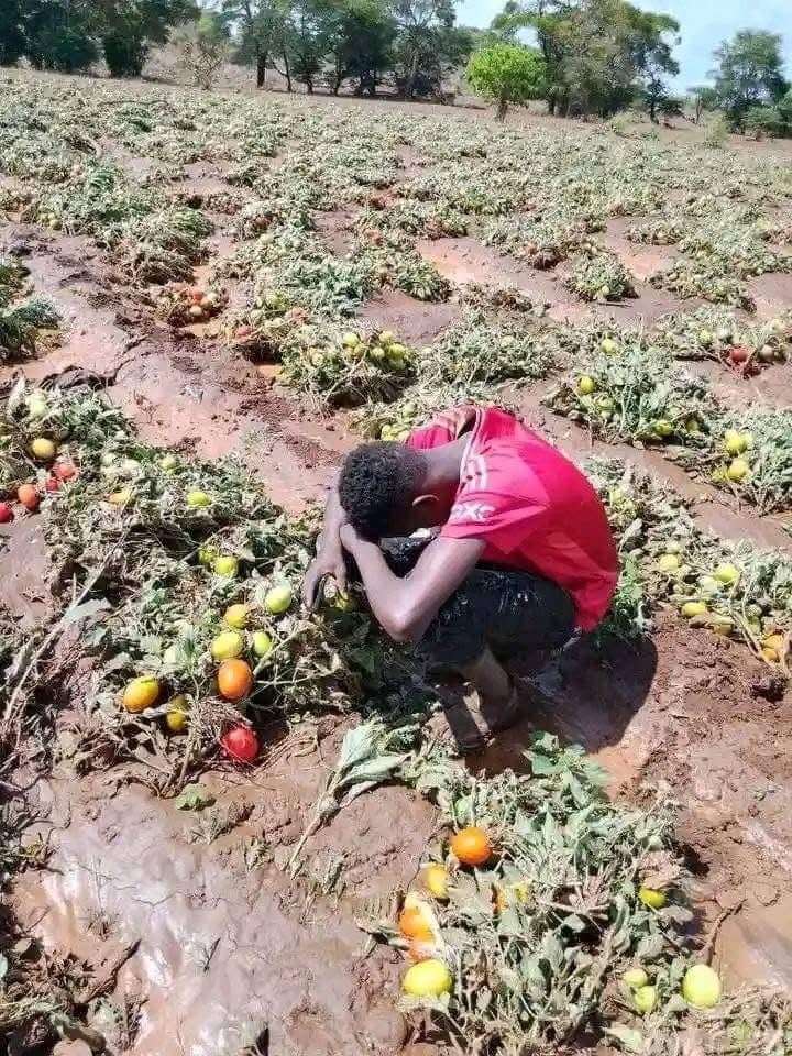 Kenyans Share Stories of How They Lost Money in Farming