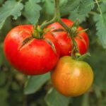Understanding Tomato Splitting: Causes and Types causes