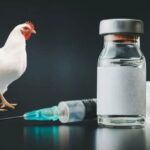 The Truth About Animal Vaccines: Debunking Myths in Livestock Health # Trending