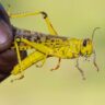 Desert locusts typically lead solitary lives until extreme forms of weather – such as intense rainfall – prompts them to swarm in vast numbers, often with devastating consequences.